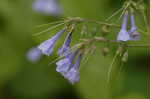 Virginia bluebells